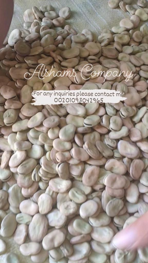 Product image - Hurry 🔥
Alshams Company now offer broad beans 👏
We export all over the world 🌍
Order Now 🔥
For any inquiries please contact me
Sales dep
Ms/ Merna Hesham
Whats app : 00201093042965
Email : alshamsexporting@yahoo.com